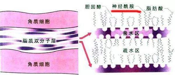 涂了防晒霜需要卸妆吗？需要但分情况，不是所有防晒霜都需要卸妆