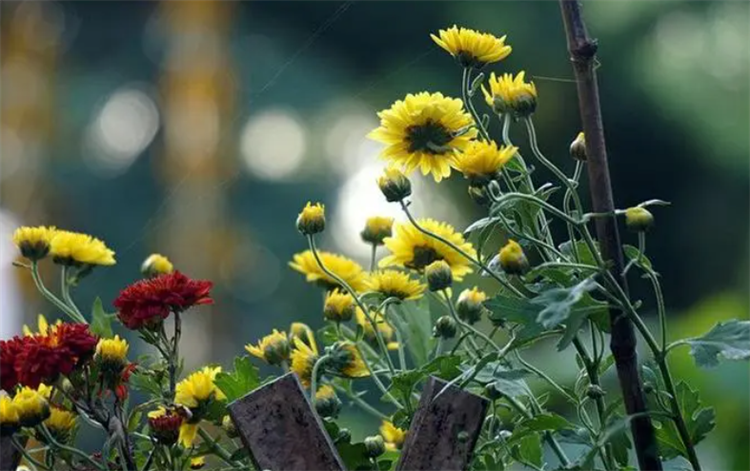 花中君子梅兰竹菊的意思（梅兰竹菊的象征意义和精神）