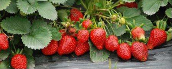 草莓是什么季节的水果（北方草莓比南方草莓成熟时间更早）