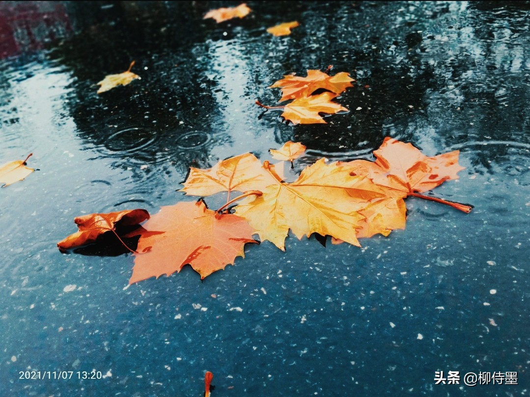 秋天景色美不胜收，每天学点摄影技巧，拍好“一叶知秋”