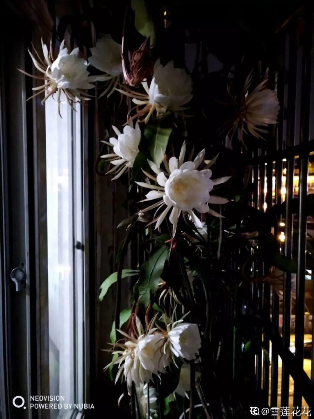 想要长寿花冬天抗冻一点,趁现在撒把肥,叶子厚实开花还多