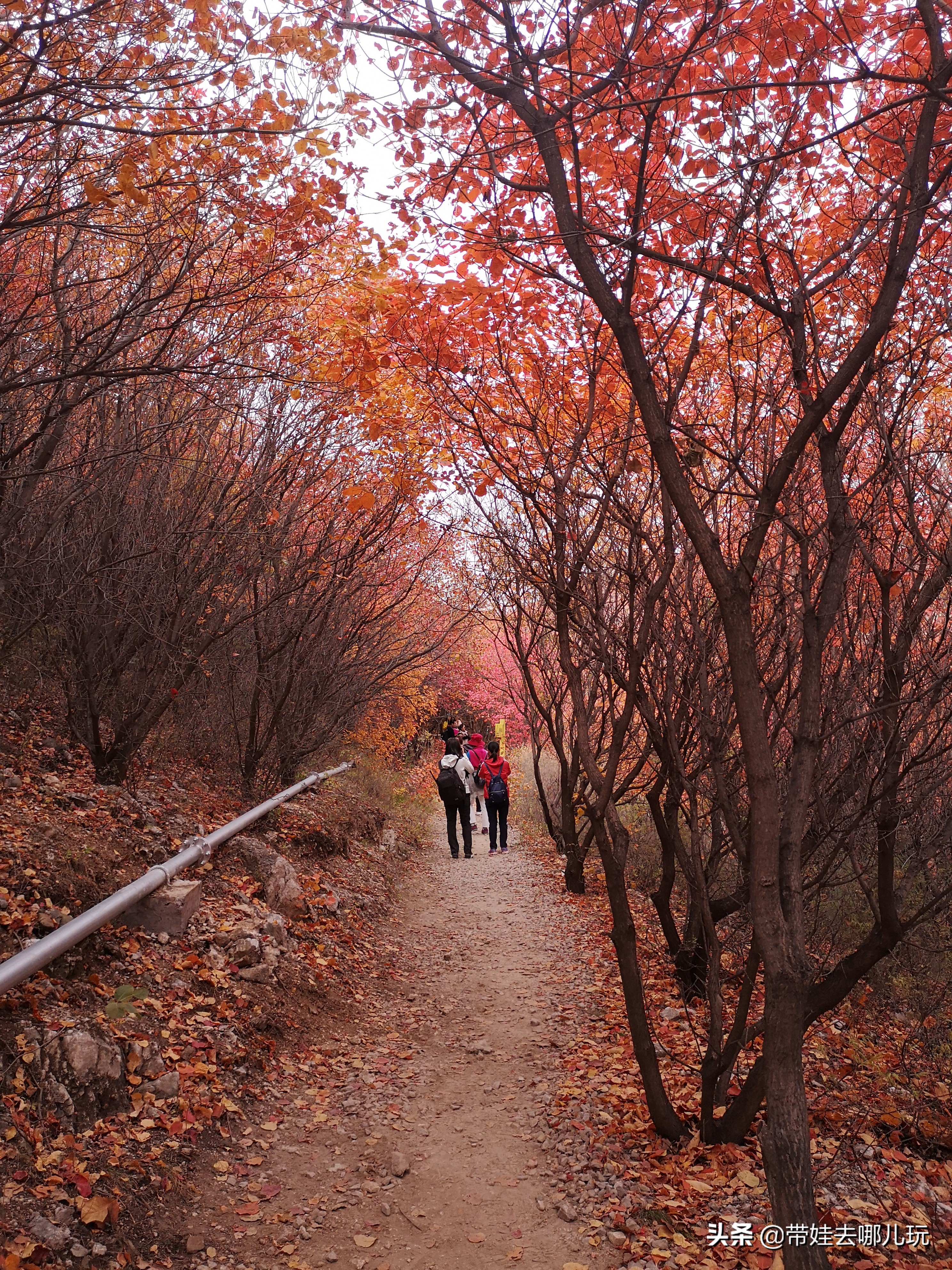 順義玻璃棧道門票價格賞紅何必非去香山坡峰嶺