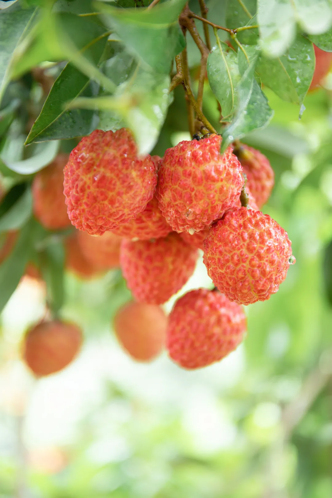 广州华立科技职业学院：助农战“疫”，我们在一起