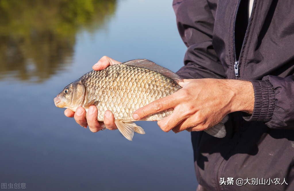 巨暹罗鲤好吃吗（巨暹罗鲤出现在我国的原因）