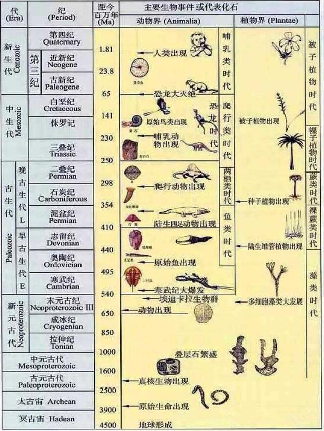 科學家證實:人類是從魚類進化來的,進化過程大概是這樣