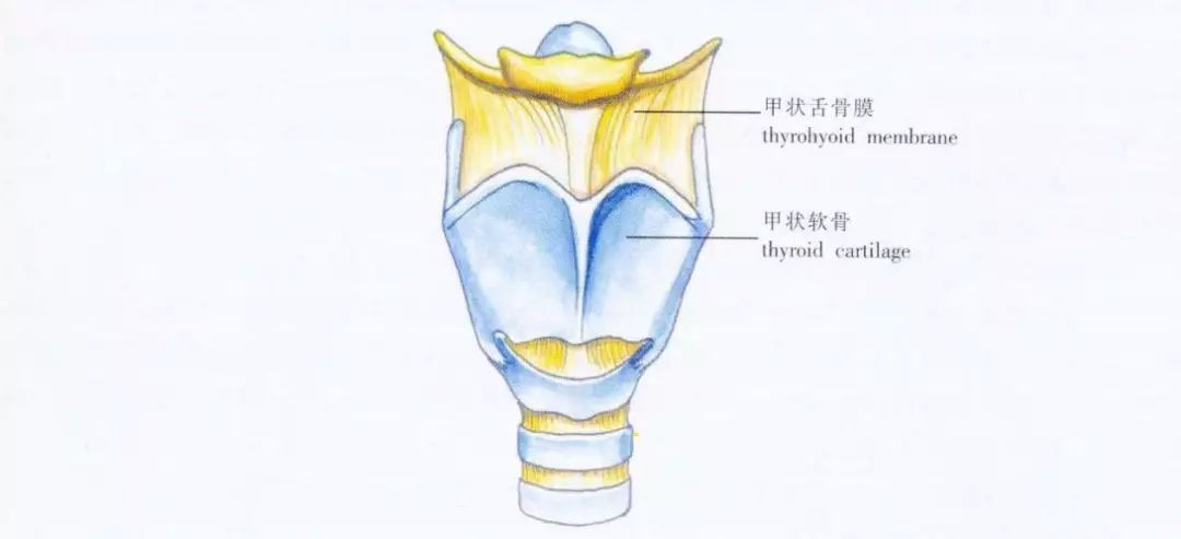 其中最大也是最主要的一块骨头叫甲状软骨.