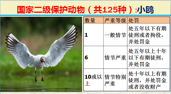 国家保护动物分几个等级（125类二级野生保护名录）