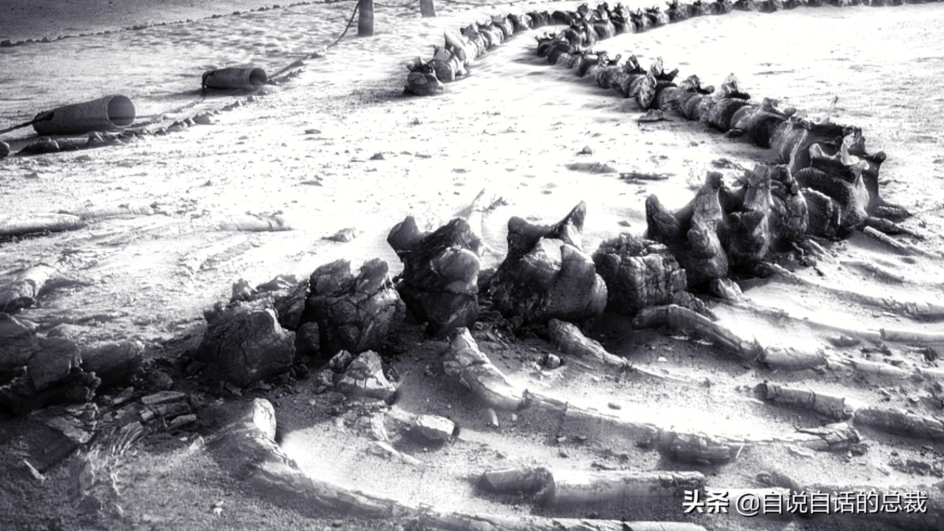 5种比巨齿鲨还恐怖的海怪，背后隐藏着一个人类起源的故事