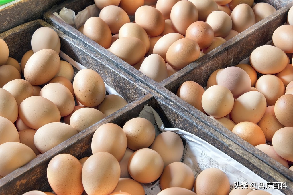 禽病百科：鸡蛋跌成豆粕价！这种局面还会太久？真让人揪心