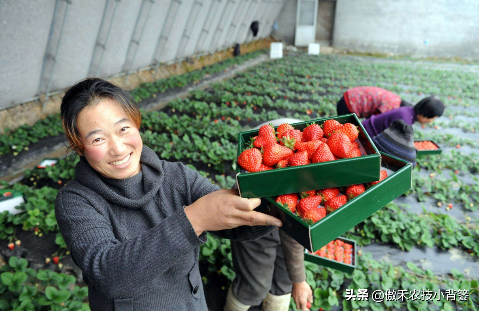 种草莓 真人图片