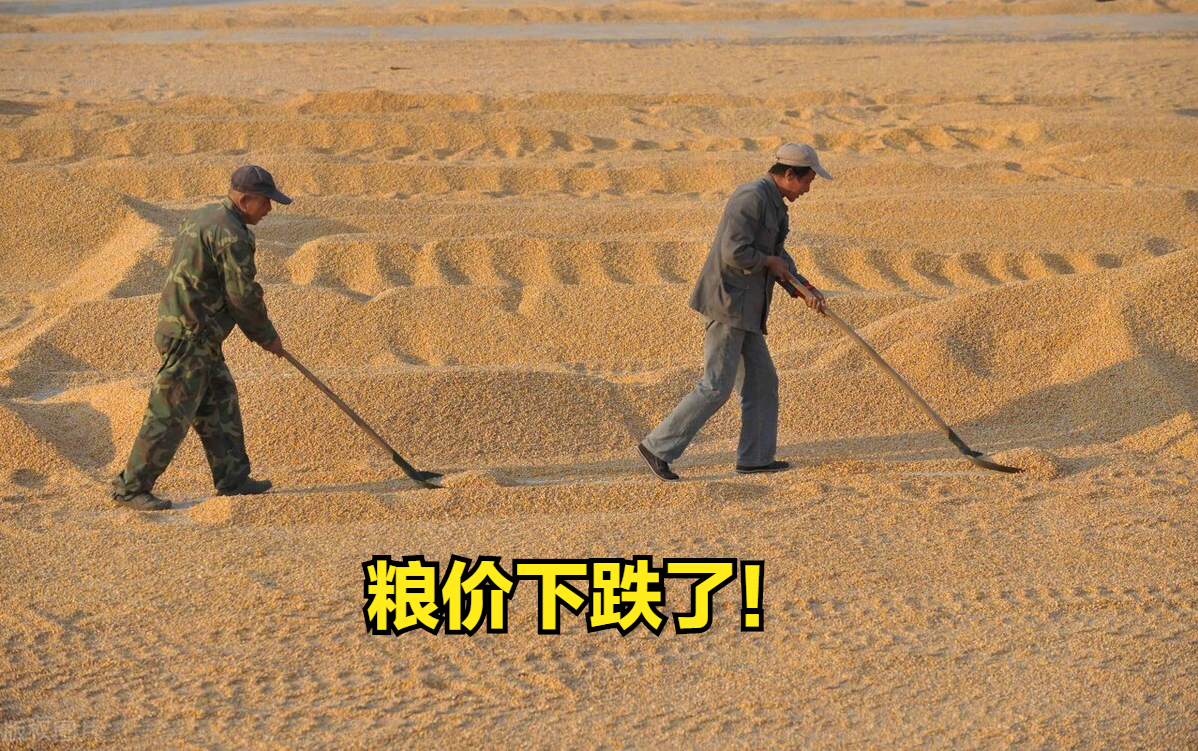 稻普汽车金融受粮价下跌冲击