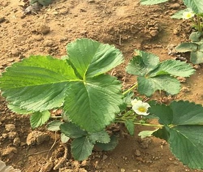 草莓苗怎么种植方法（草莓苗怎么种植方法 在家养）-第2张图片-昕阳网