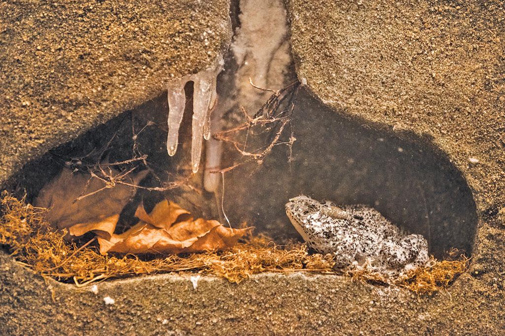 过冬的动物有哪些 10种冬眠的动物有哪些-诚智百科网