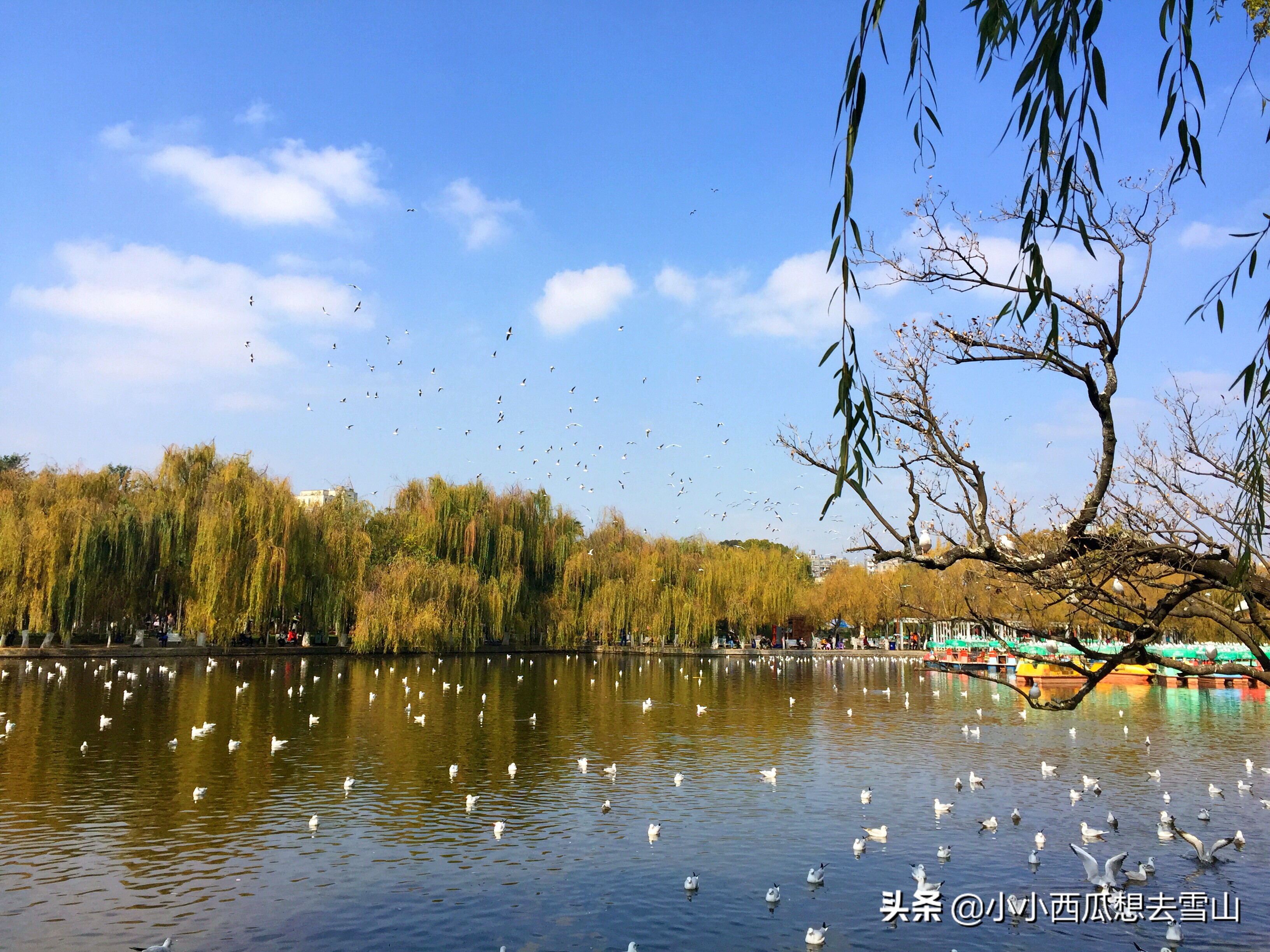 成都翠堤春晓(云南昆明市区最漂亮的公园,景色堪比杭州西湖,游人不多