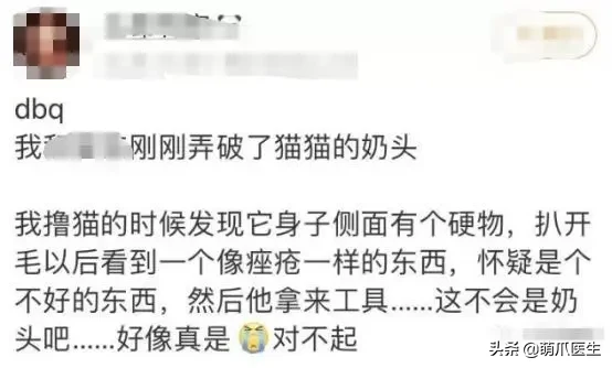 猫身上长了粉色疙瘩是生病了吗？公猫：我长奶头怎么了？