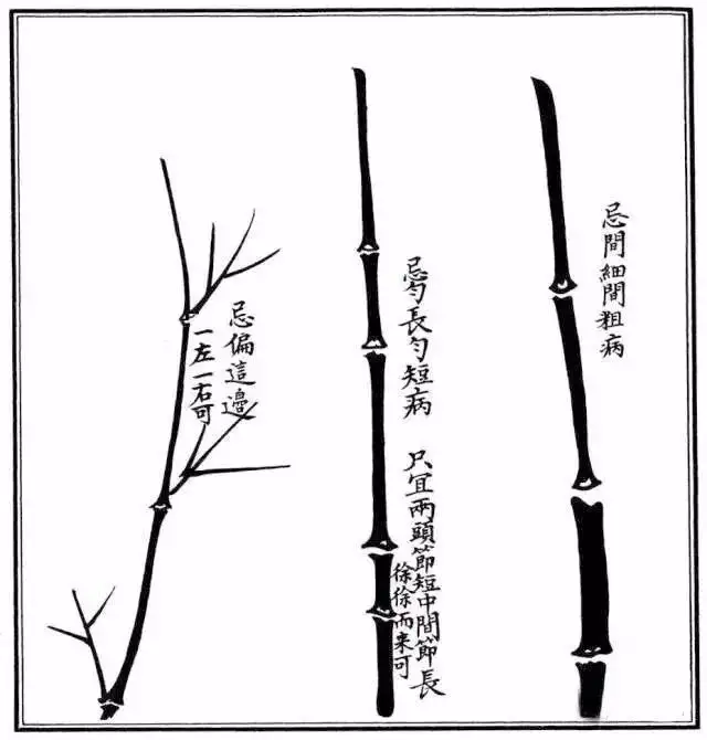 不会画竹子?教你最常见竹子画法,简单易学,快收藏起来临摹学习