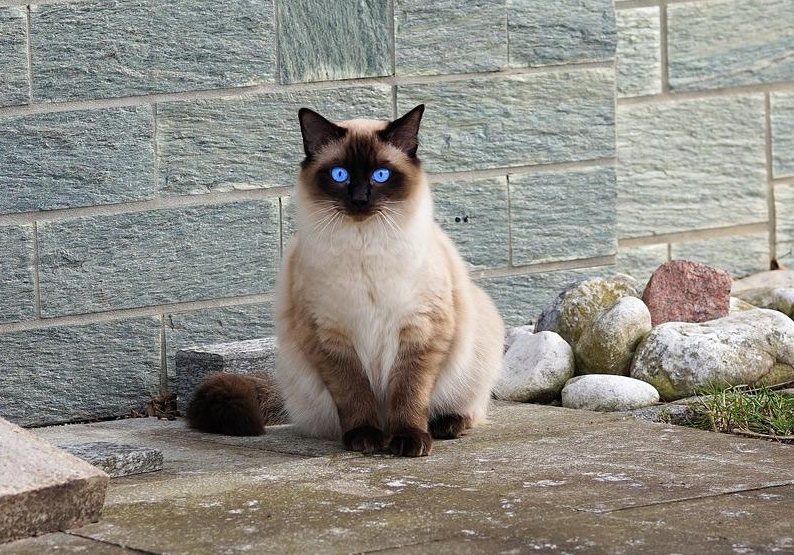 猫咪的品种（你也喜欢猫咪不妨来看看你最适合养什么猫吧）