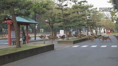 奈良小鹿一年伤了209人！8人骨折！原来鹿有这个反应是攻击的意思