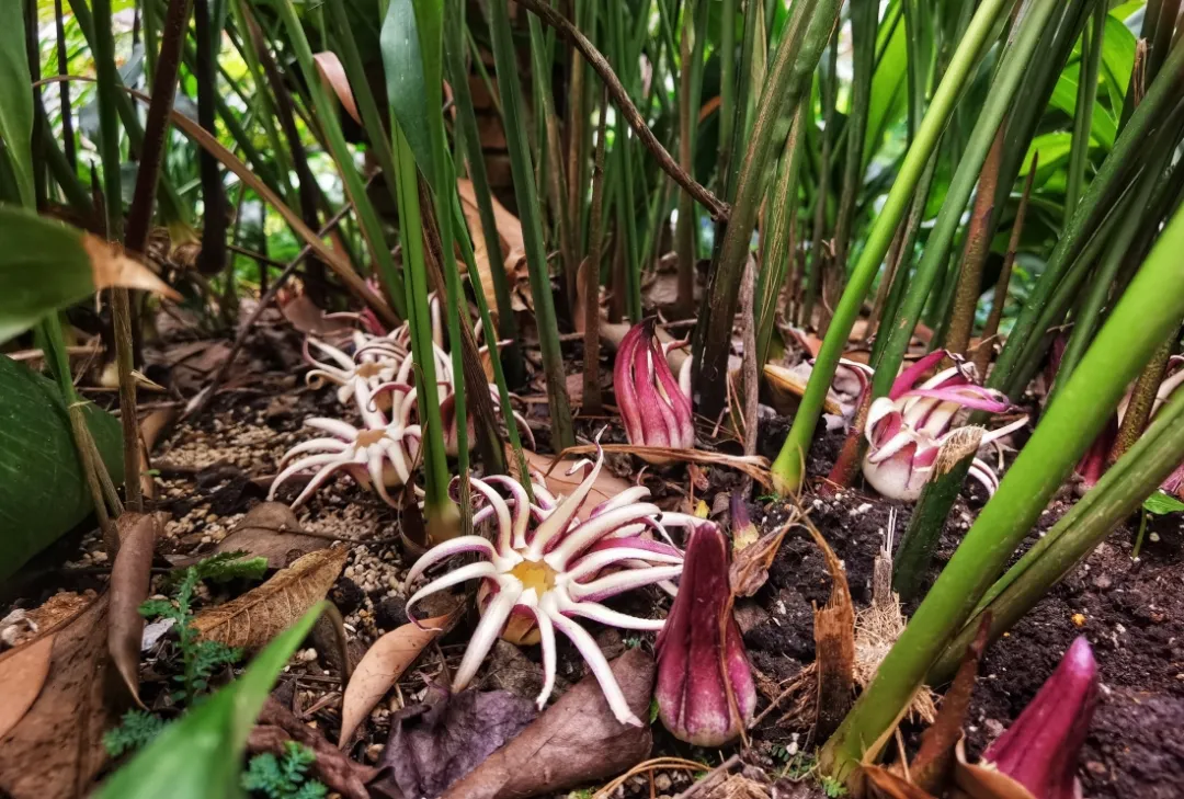 奥运会手捧花主要有哪些花(奥运颁奖台上，运动员拿的是什么花？)