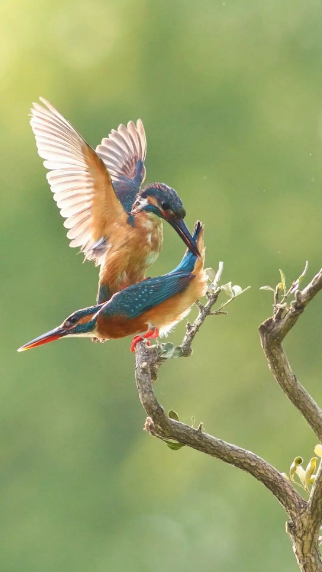 手机壁纸 山光悦鸟性,潭影空人心