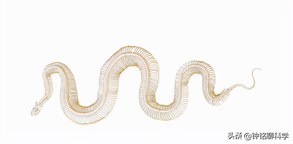 “蛇中熊猫”莽山烙铁头有多珍稀？为啥总被外国人惦记？