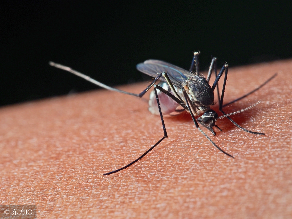 哪个血型最招蚊子「哪个血型最招蚊子咬死」