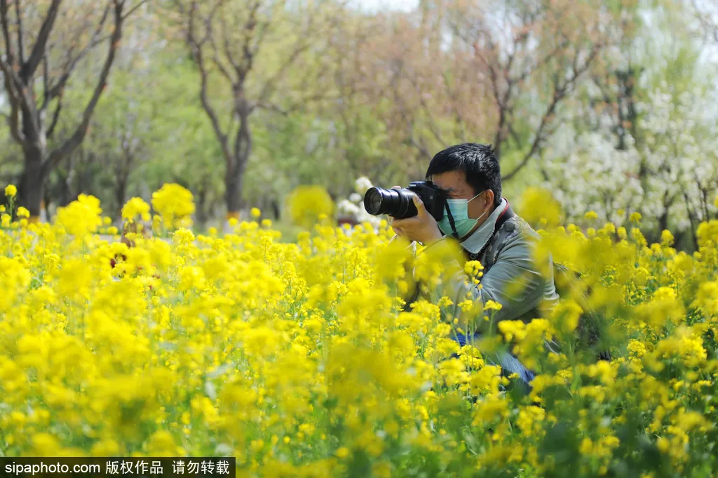 去哪看油菜花,