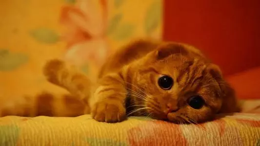 九大常见猫咪品种，你喜欢哪个?
