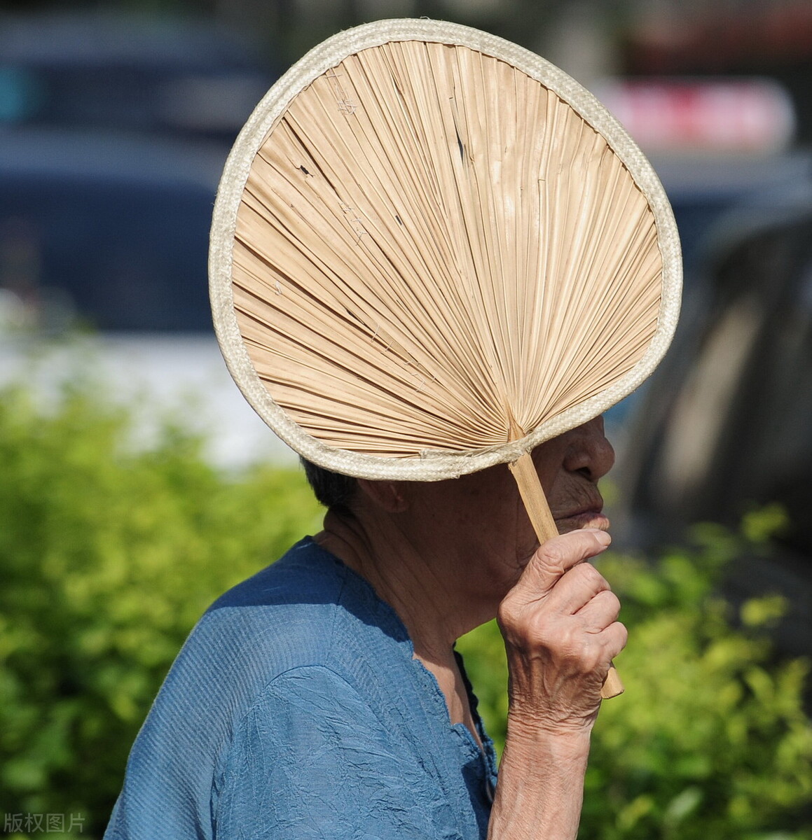 蒲扇图片(它叫) - 赤虎壹号