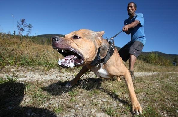 比特犬发狂挣脱铁链，云林县80岁老人被咬伤！比特犬有多危险？