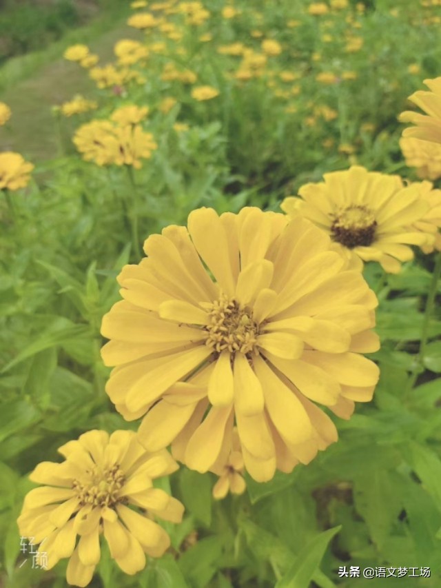 叙事类中考满分作文5篇，选材独特，脉络清晰，吸引阅读