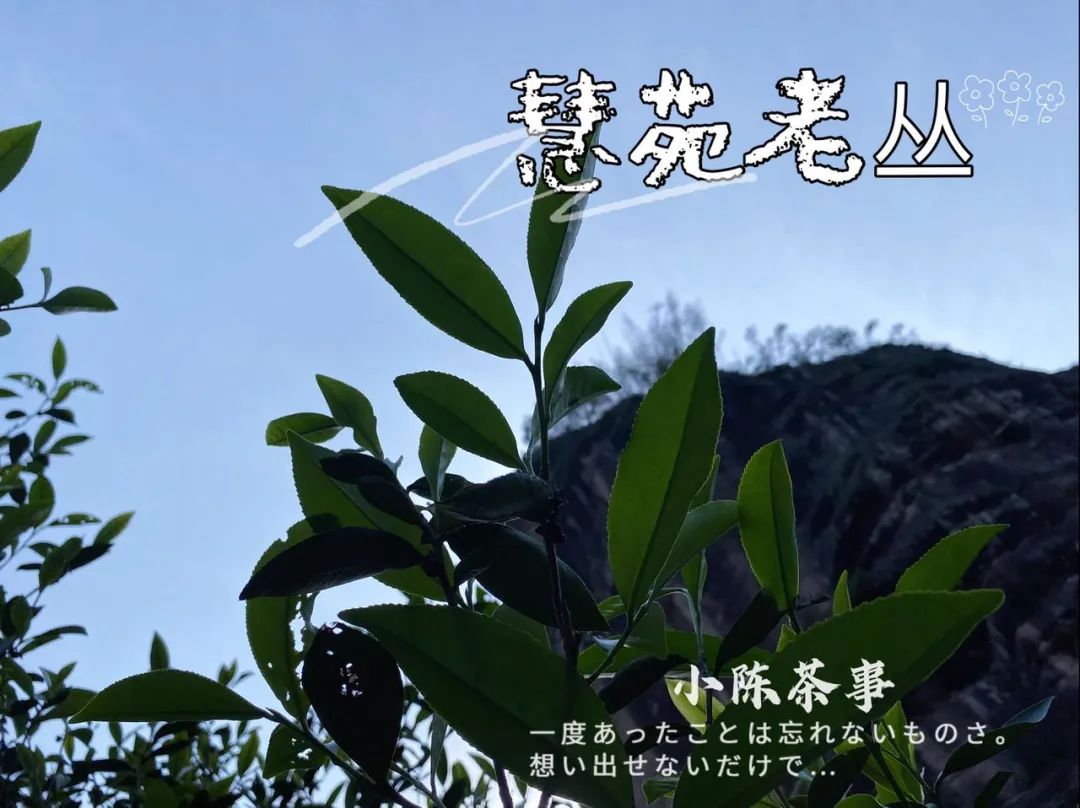 满大街的慧苑老丛水仙，你喝过几款真货？村姑陈带你拨开5点谜团