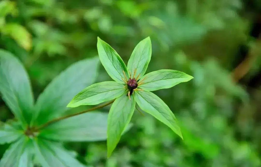 500元/斤,从武侠小说里走出来的植物——七叶一枝花