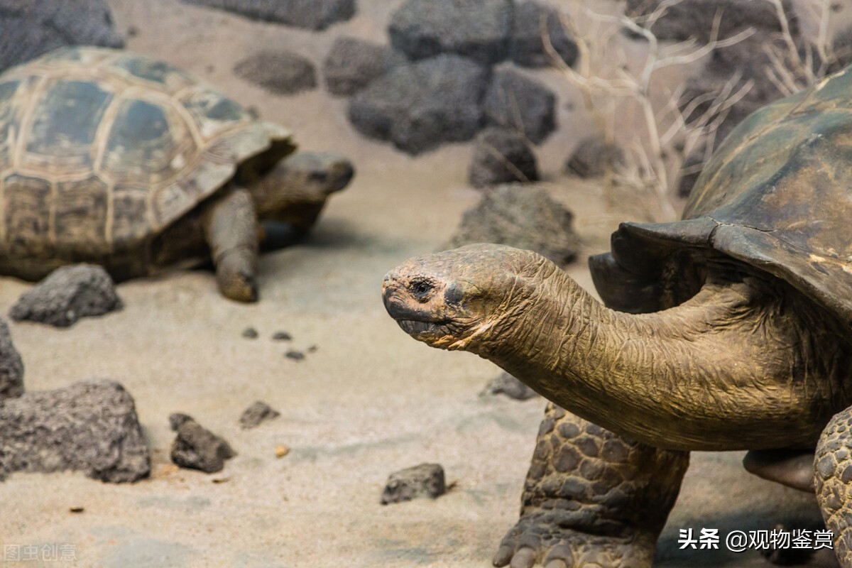 中国允许养的大型龟（中国允许养的大型龟种）-第5张图片-巴山号
