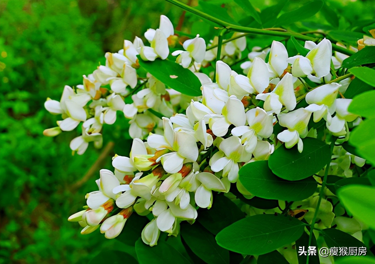 40种野菜图片大全,教你认识不同的野菜和吃法,你想要的野菜都有