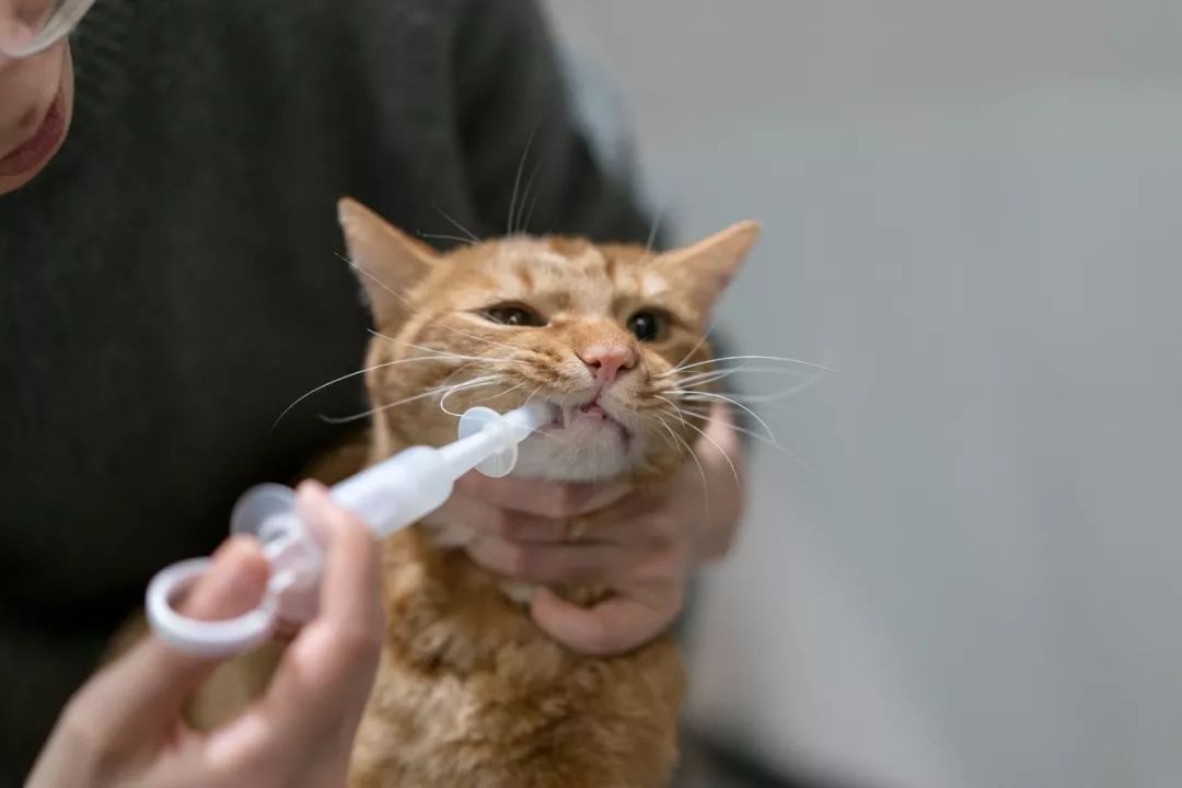 猫咪拉稀怎么解决？
