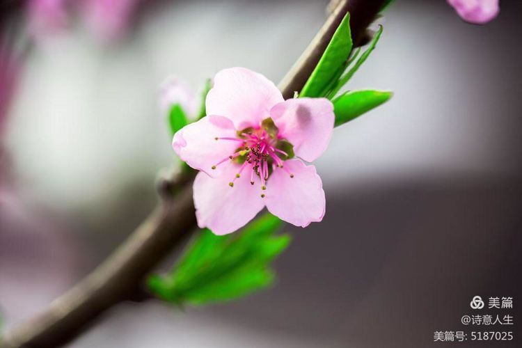 人间四月花如海