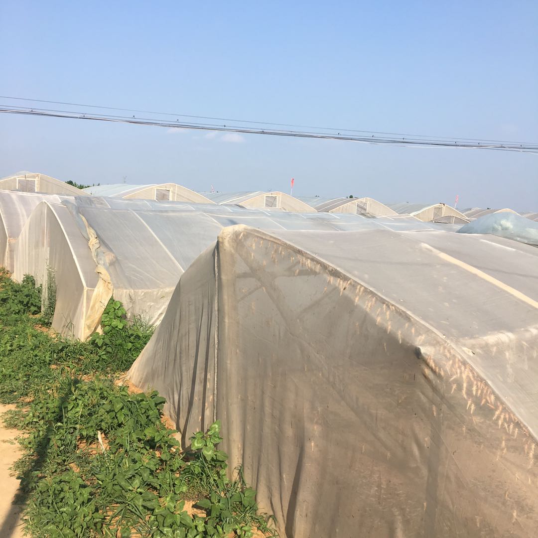 蝗虫和蚂蚱的区别 蝼蛄虫子图片-世界十大之最