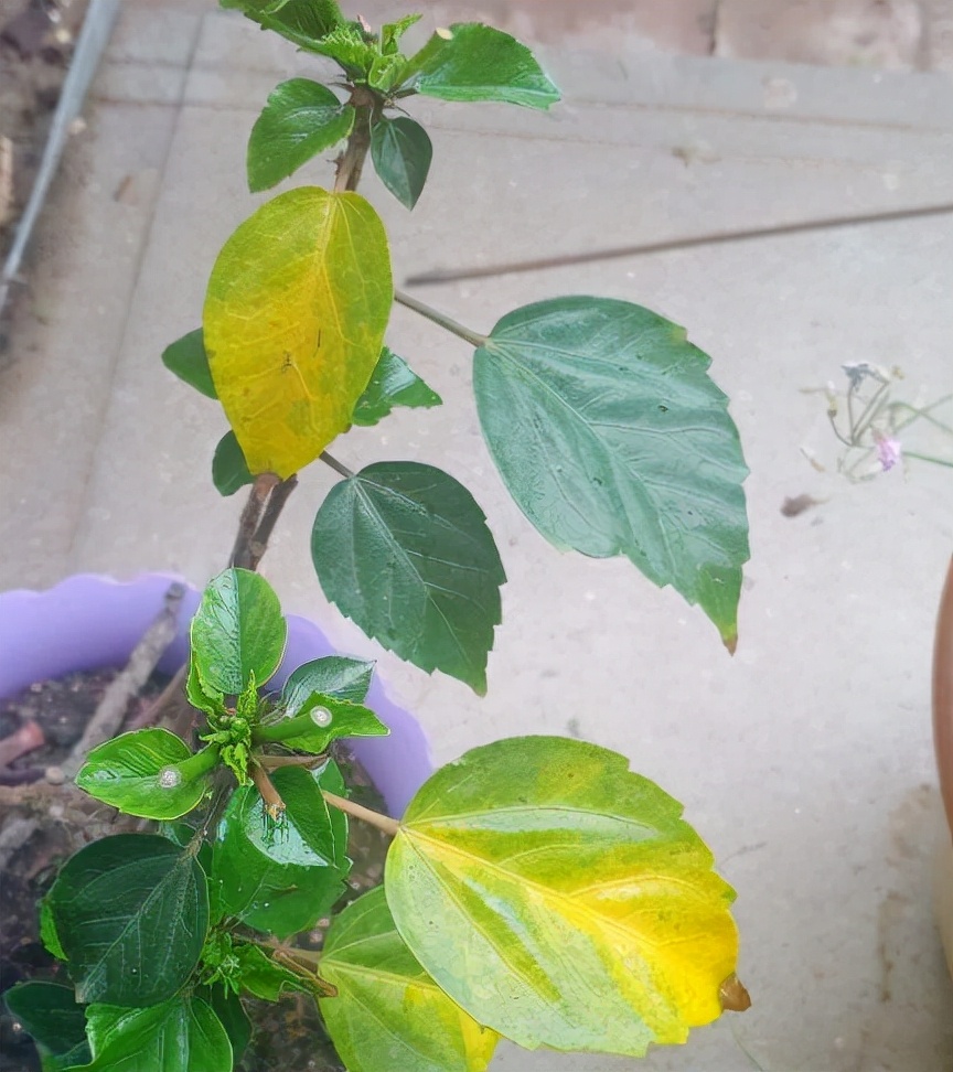 肥料有哪些种类（5种常见花肥用好了枝繁叶茂）