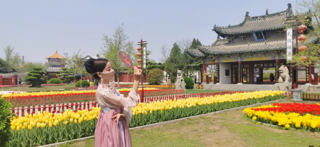 诗词中亭亭玉立的郁金香