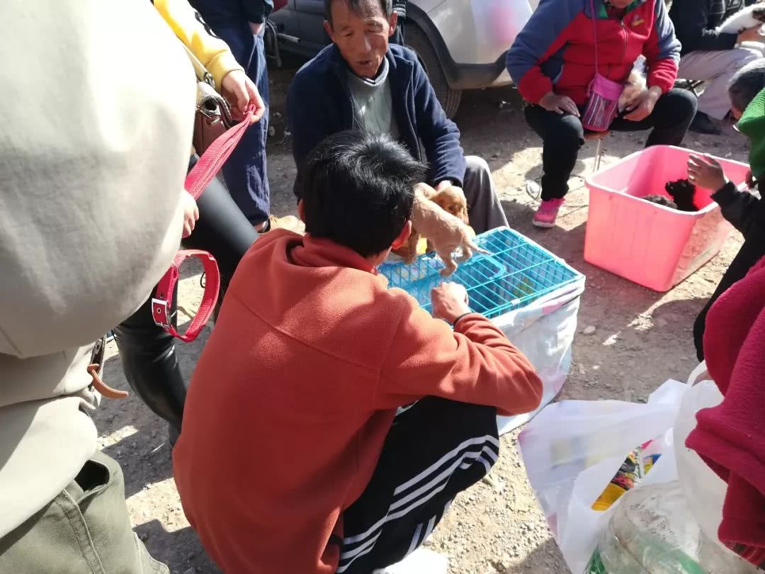 可卡價格,可卡犬價格多少錢一只