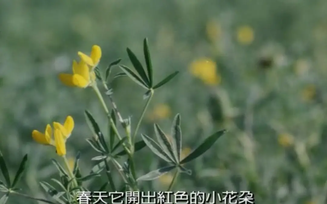 电影鲁冰花是真人故事(30年前的《鲁冰花》，从头哭到了尾，如今主演们却都淡出了银幕)