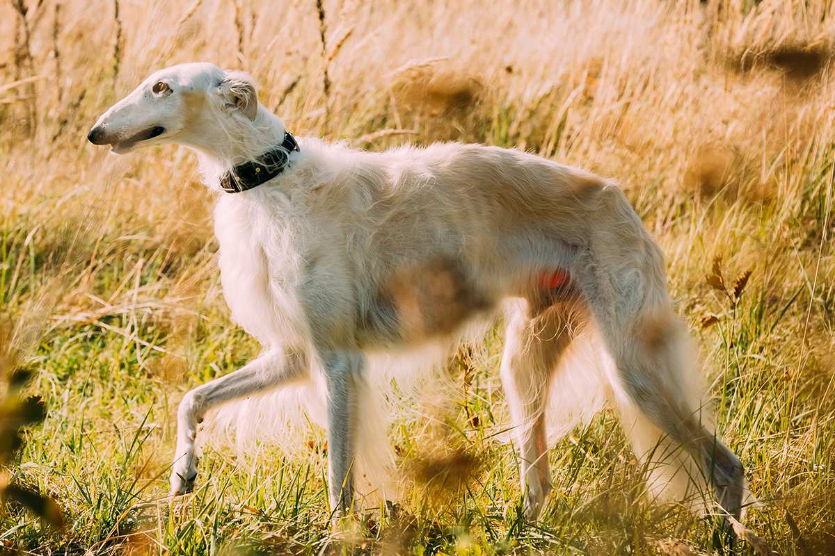 蘇俄牧羊犬 錘系德國牧羊犬-徐拾記官網