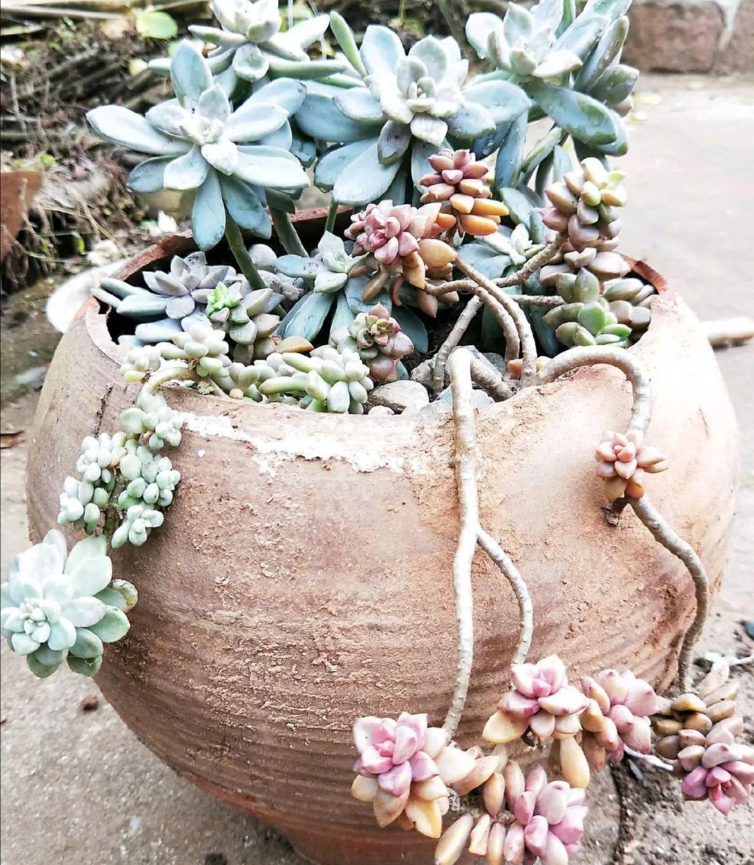 坛子改造的花盆图(超美观的破缸破坛子花盆)