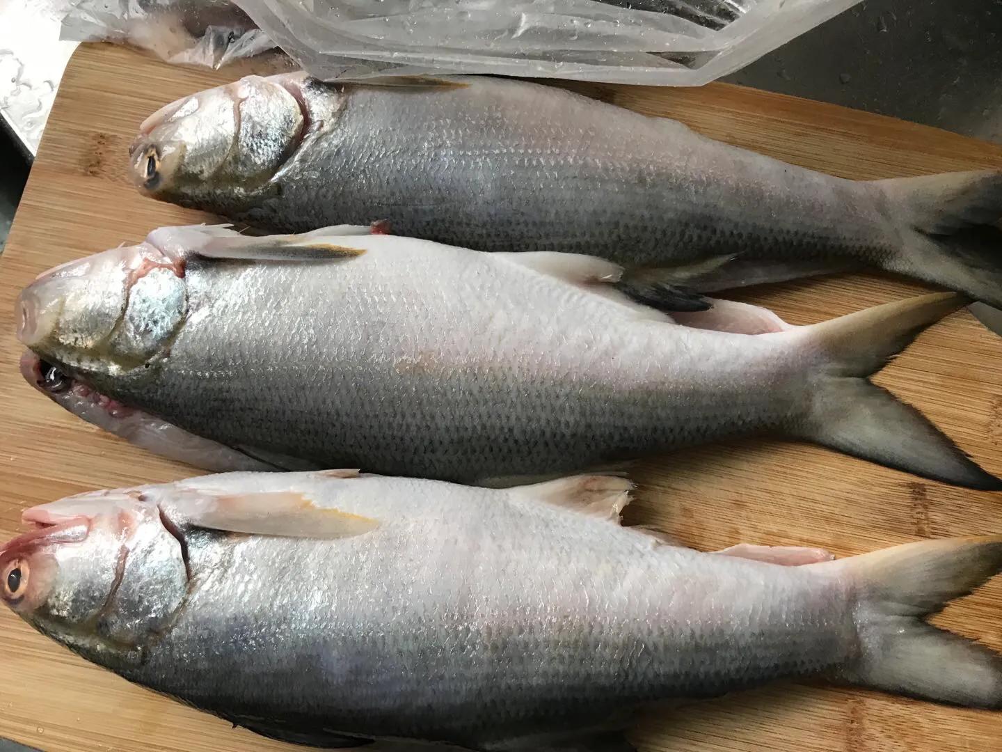 马友鱼,学名四指马鲅,属鲻形目,马鲅科,是我国东南沿海具有较高经济