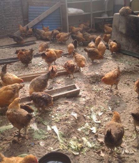 公鸡半夜打鸣，村民心神不宁，神婆出语道破天机，寡妇出嫁破陋习