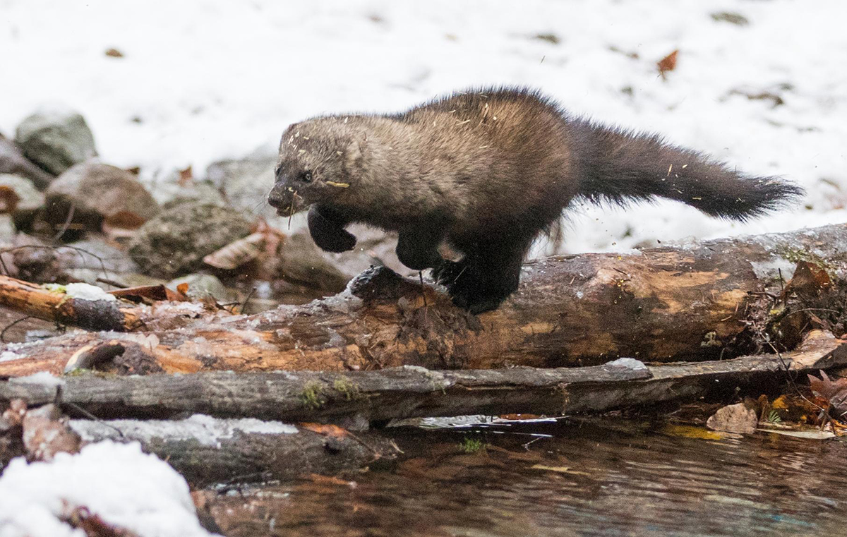 神奇渔貂,暴打猞猁!鼬科真的比猫科动物强?