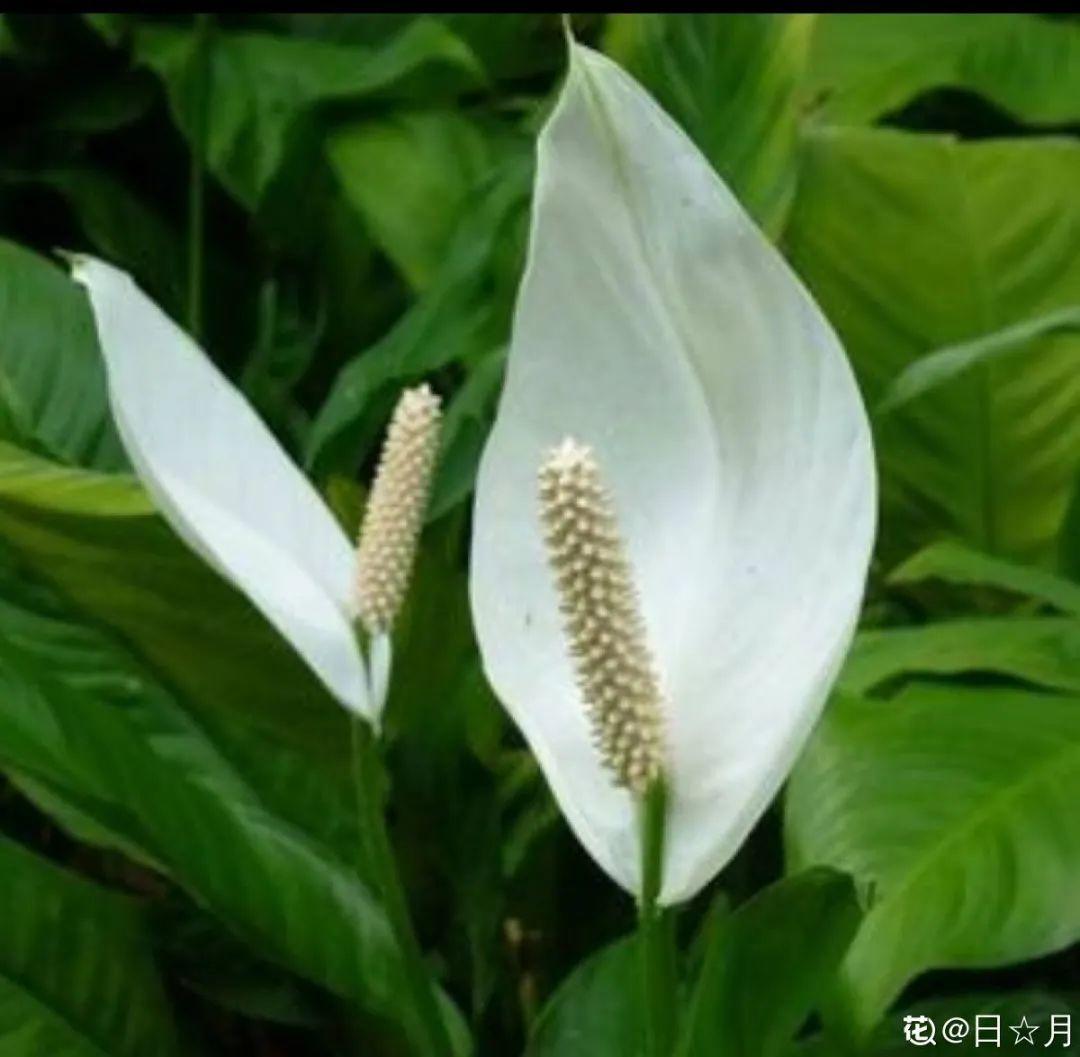 净化空气的室内植物排行（24种花净化空气最厉害）