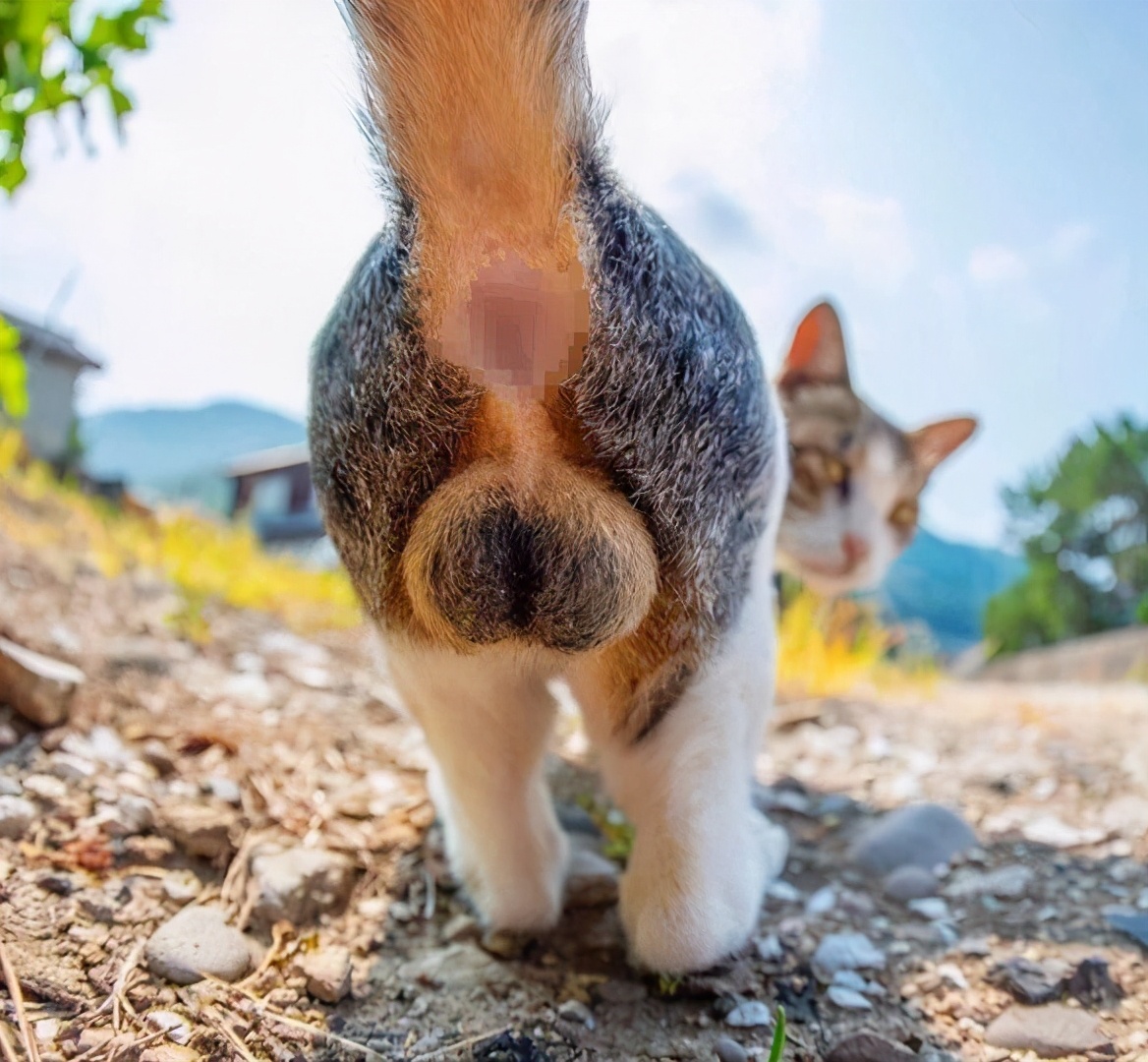 猫隐睾丨迷失的蛋蛋，究竟在哪里？