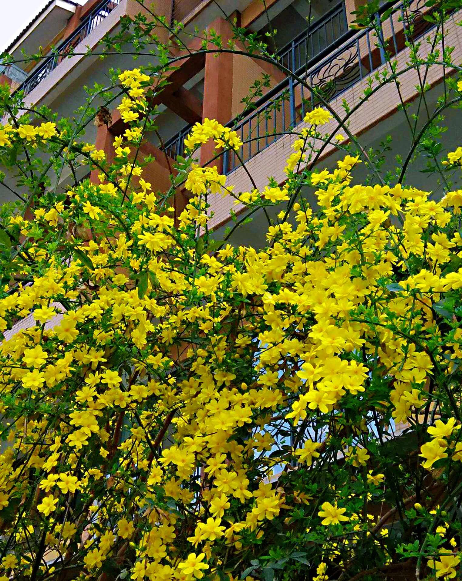 迎春花是什么颜色 迎春花的颜色有多少种-小螳螂百科网